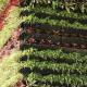 Ventajas de Los Muros Verdes Artificiales Frente a Muros Verdes Naturales
